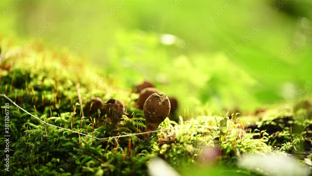 Macro shot of puffball mushrooms on a bright sunny day in the forest- Static Macro shot of puffball mushrooms on a bright sunny day in the forest- Static