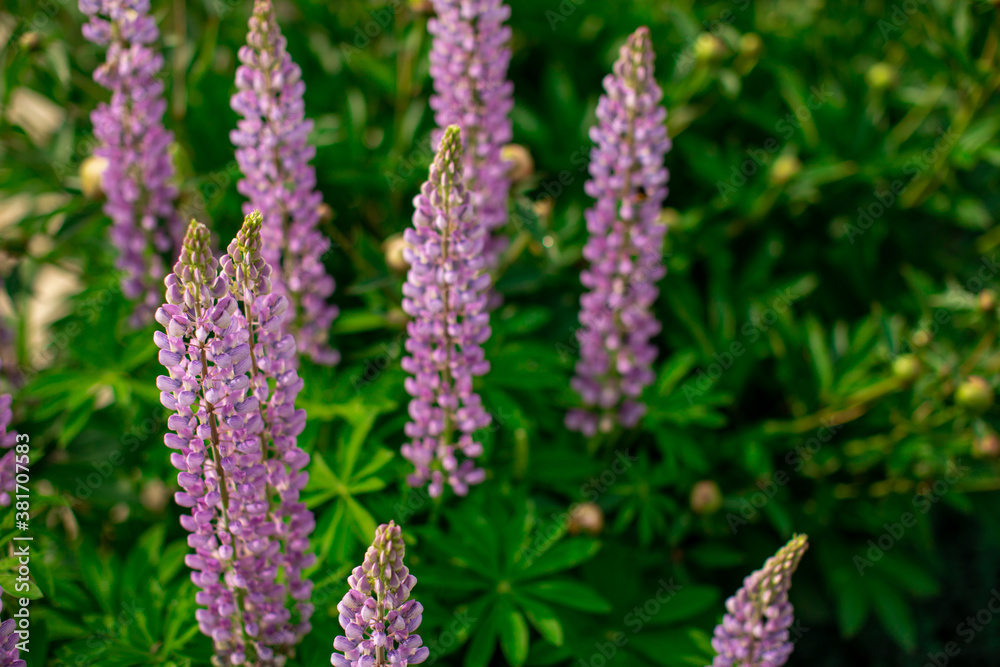 Pink flower on dark green foliage nature background. Close up macro shot green bush with colorful lupine bud. Beautiful summer spring natural fonts. Greeting card, screensaver concept Pink flower on dark green foliage nature background. Close up macro shot green bush with colorful lupine bud. Beautiful summer spring natural fonts. Greeting card, screensaver concept