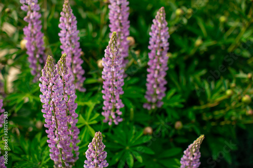 Pink flower on dark green foliage nature background. Close up macro shot green bush with colorful lupine bud. Beautiful summer spring natural fonts. Greeting card  screensaver concept