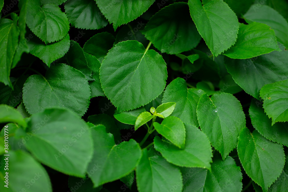 Macro shot of green leaf shrub texture natural spring summer background. Lush leaves close up, fresh green color. Wall shrubs Macro shot of green leaf shrub texture natural spring summer background. Lush leaves close up, fresh green color. Wall shrubs