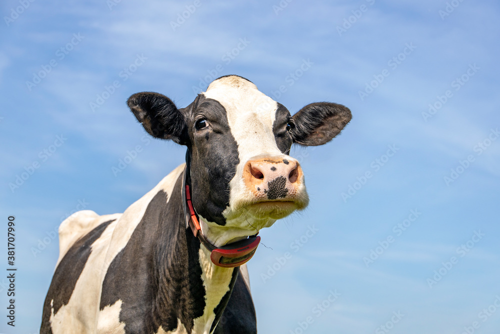 Mature, adult black and white cow, sully inquisitive look, pink nose, in front of a blue sky.