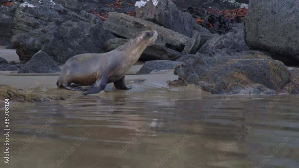 Female New Zealand Sea Lion walking sideways along the beach in front of rocks. Hand-held Female New Zealand Sea Lion walking sideways along the beach in front of rocks. Hand-held