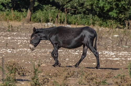 Donkey grazing in the countryside © giadophoto