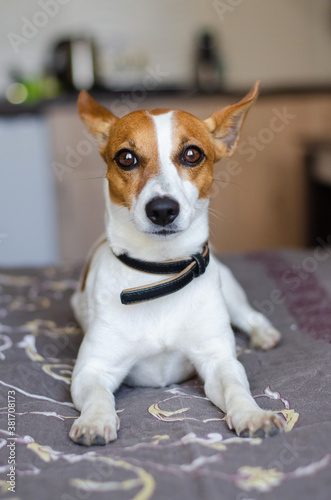 Cute red dog jack russell terrier on bed at home