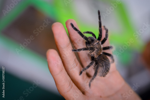 Tarantula in hand. Wild animals are dangerous and have deadly poison.