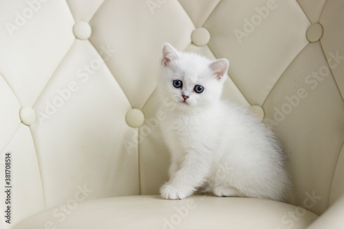 Wallpaper Mural British Shorthair kitten of silver color. Torontodigital.ca