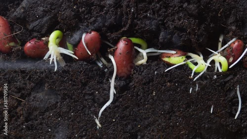 Agriculture concept. Bean seedlings sprout underground. Timelapse