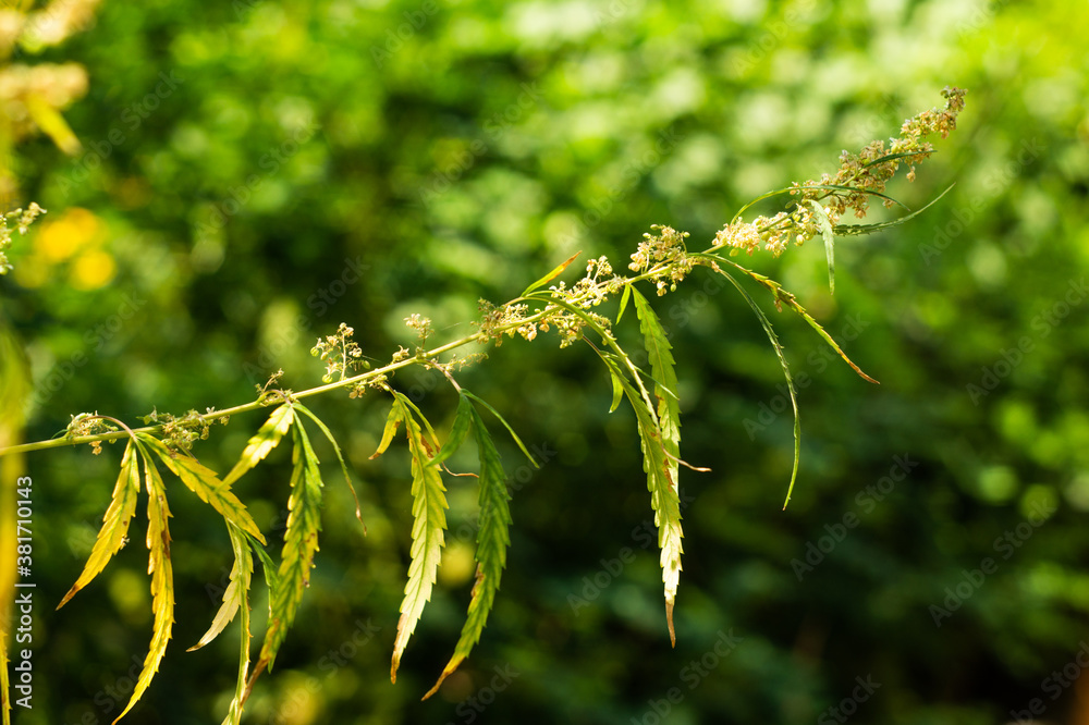 Leaves and inflorescences of blooming hemp Leaves and inflorescences of blooming hemp