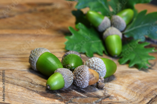Close up of acorns and oak twig on wooden background