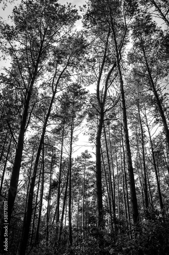Pine trees in young forrest © janzwolinski