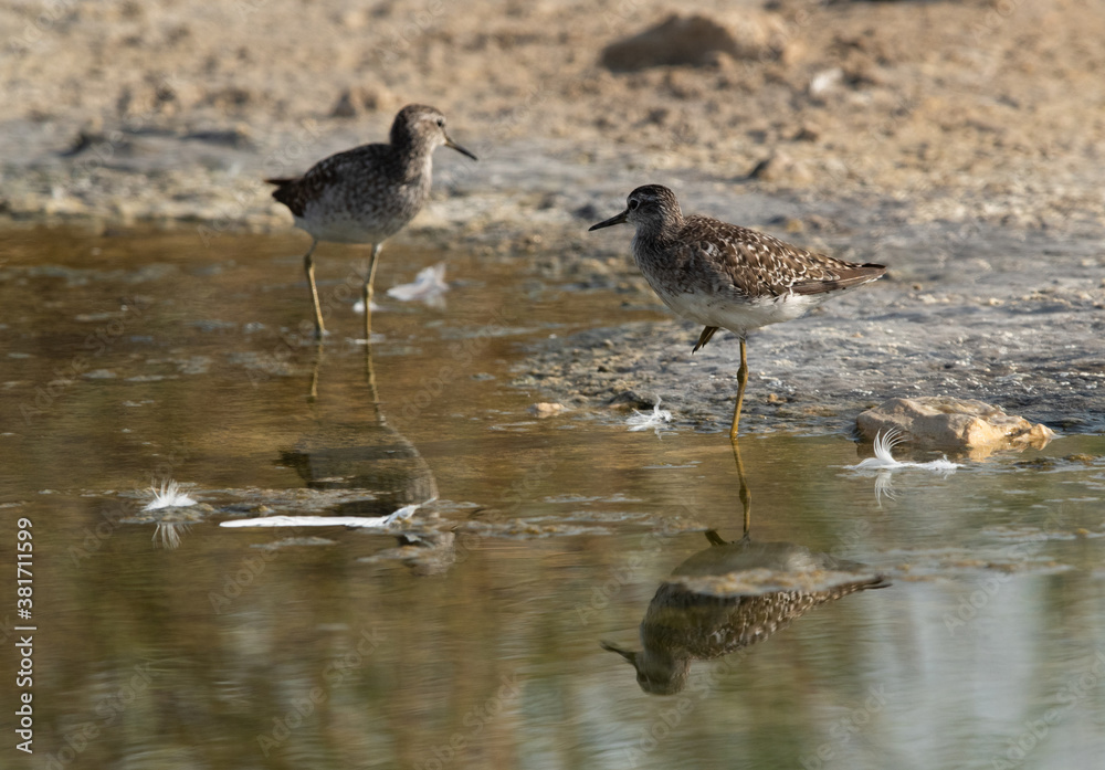 A pair of Wood Sandpiper at Asker marsh, Bahrain A pair of Wood Sandpiper at Asker marsh, Bahrain