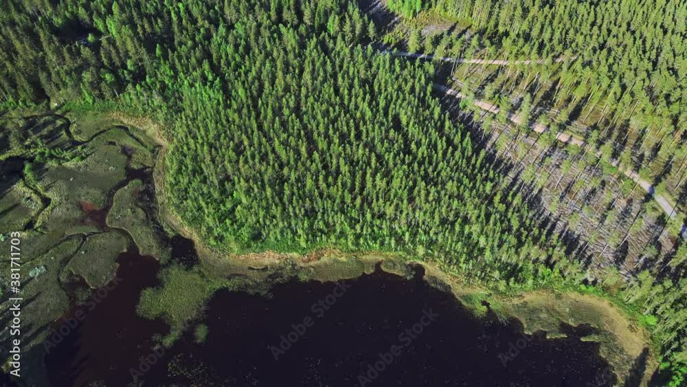Aerial View Of Calm Lake Overgrown With Water Plants In The Lush Pine Tree Forest In Vansbro Municipality, Dalarna County, Sweden - drone shot Aerial View Of Calm Lake Overgrown With Water Plants In The Lush Pine Tree Forest In Vansbro Municipality, Dalarna County, Sweden - drone shot
