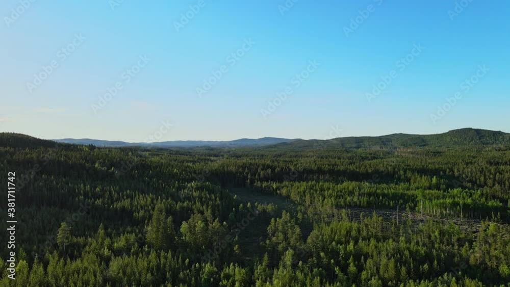 Vast Forest Filled With Green Pine Trees Under The Clear Blue Sky In Vansbro Municipality, Dalarna County, Sweden - aerial drone (ascending) Vast Forest Filled With Green Pine Trees Under The Clear Blue Sky In Vansbro Municipality, Dalarna County, Sweden - aerial drone (ascending)