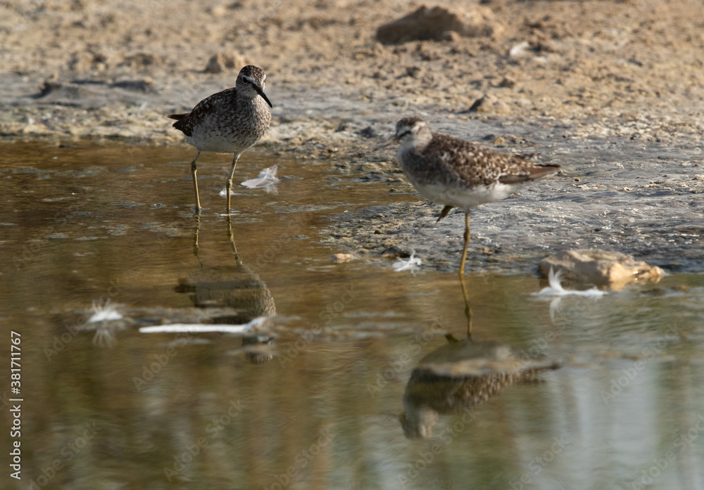 A pair of Wood Sandpiper at Asker marsh, Bahrain. Selective focus at the back A pair of Wood Sandpiper at Asker marsh, Bahrain. Selective focus at the back