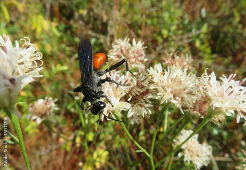 Tropical digger wasp on wildflowers in Florida nature, closeup photo