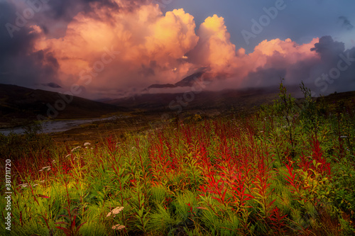 Beautiful View of Wild Flowers, Trees and Mountains in Canadian Nature. Tomstone Territorial Park, Yukon, Canada. Dramatic Sunset or Sunrise Sky Artistic Render.