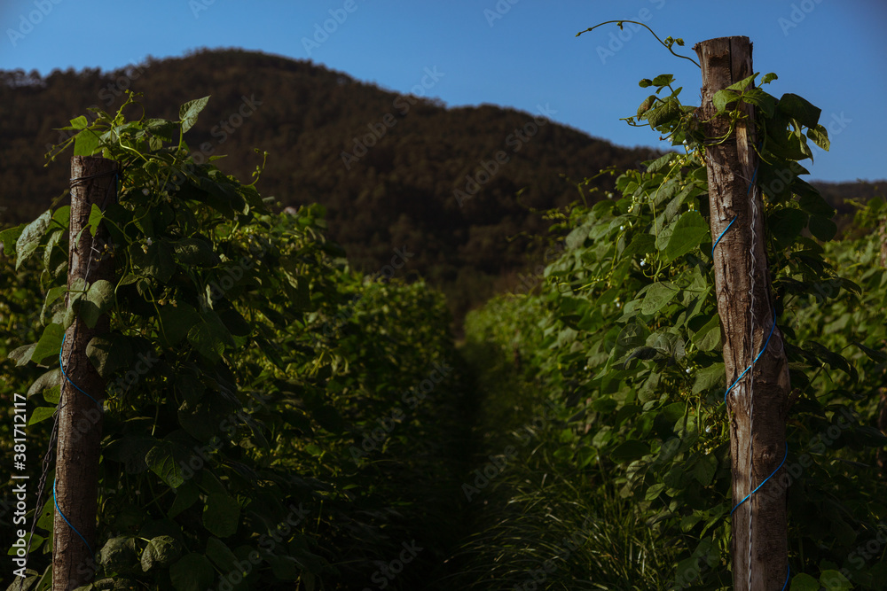 Fototapeta premium Beans Field