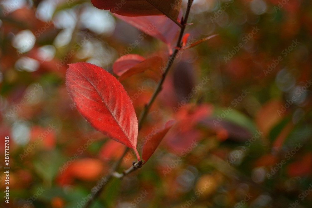 Autumn walks in the fields, the beauty of autumn nature. Autumn walks in the fields, the beauty of autumn nature.