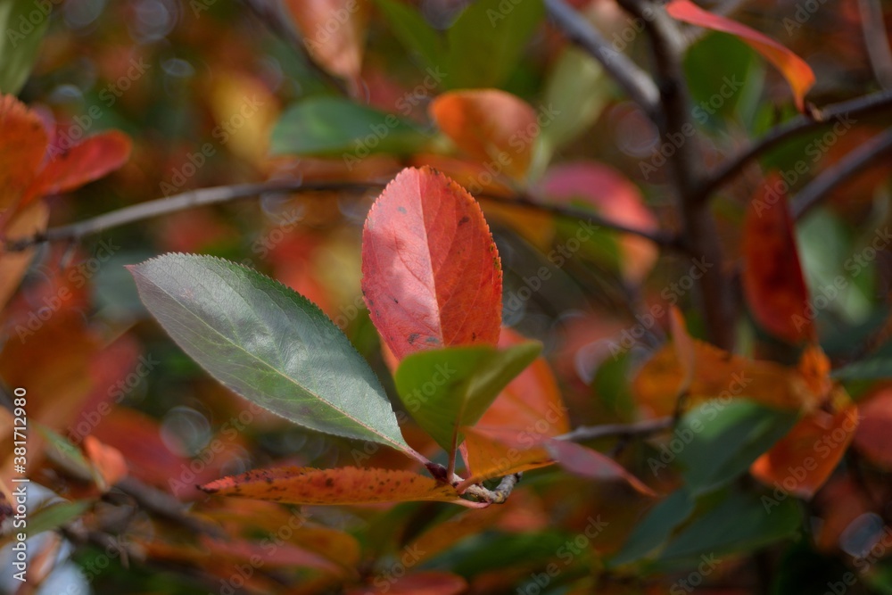 Autumn walks in the fields, the beauty of autumn nature. Autumn walks in the fields, the beauty of autumn nature.