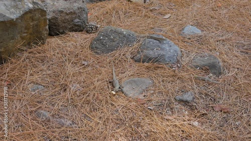 A shot of lizzards coming to throw bread at them photo