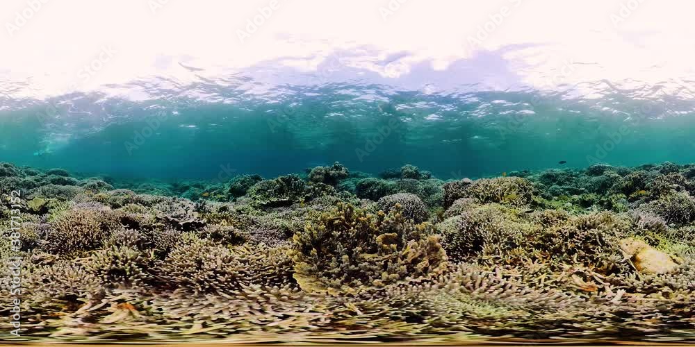 Tropical fishes and coral reef underwater. Hard and soft corals, underwater landscape. Travel vacation concept