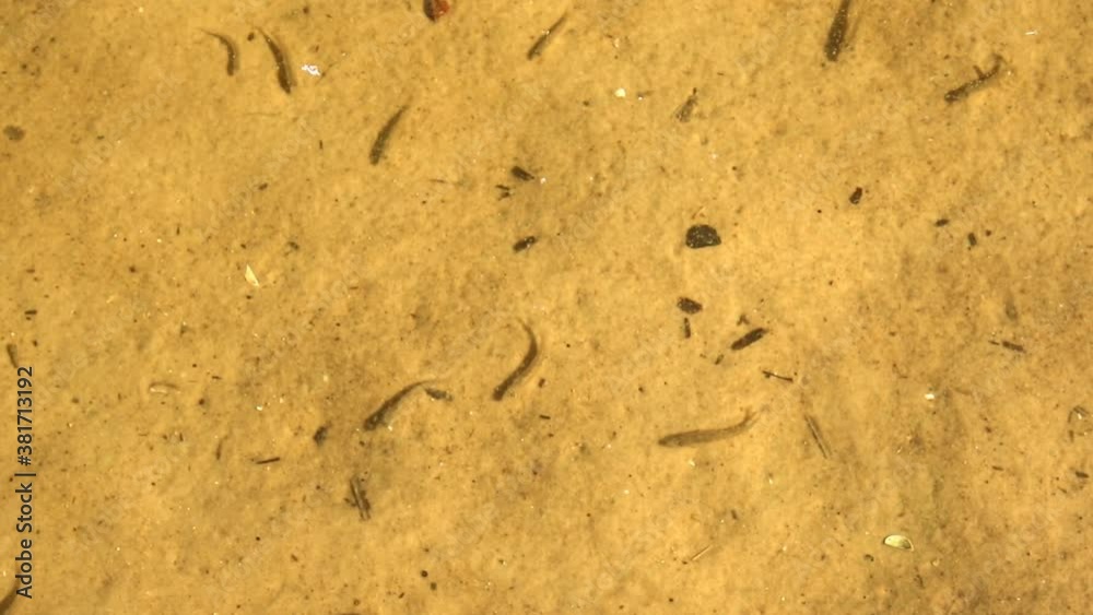 Fish in the lake against the background of the sandy bottom.
Fish in the lake against the background of the sandy bottom.