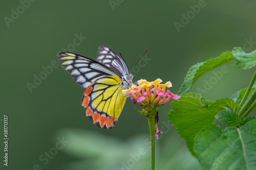 Wallpaper Mural Colorful butterfly on beautiful flower Torontodigital.ca