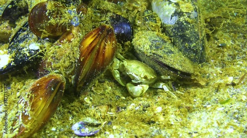 Brachinotus sexdentatus, Small crabs hide among mussels. Black sea photo