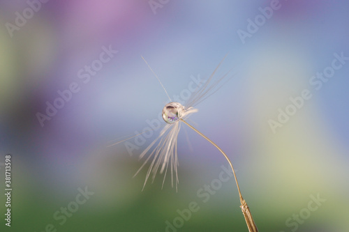 Beautiful drop of water on a dandelion seed on a blurred background, a reflection of a flower in a drop, macro. © Vladimir Kazimirov