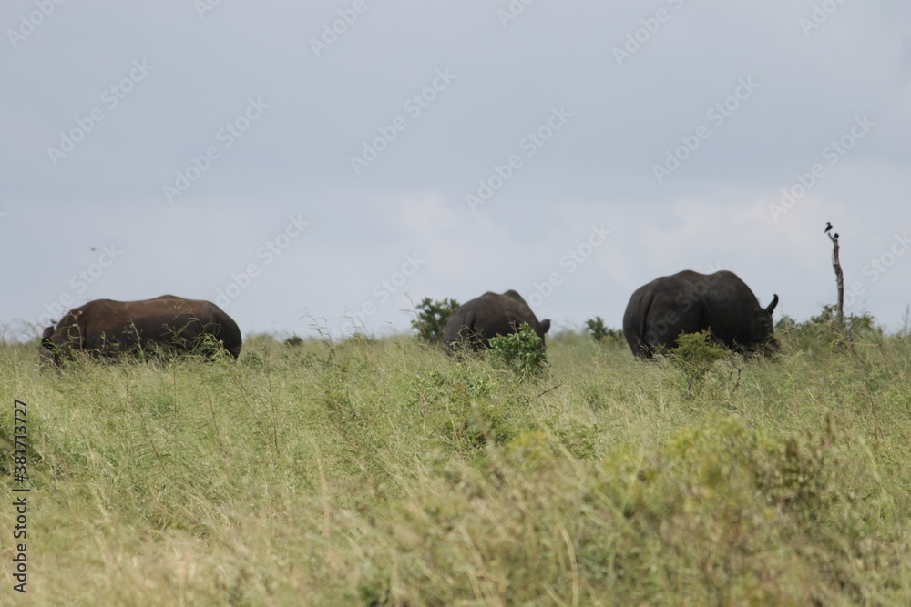 Photo Taken in Kruger National Park