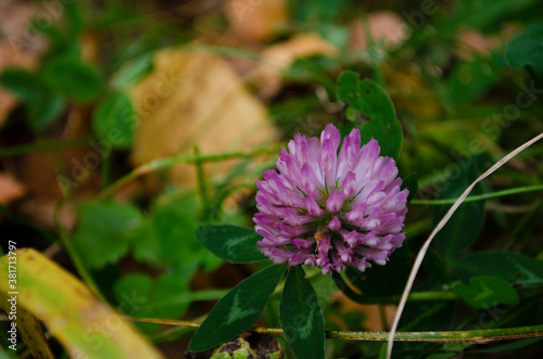 The clover head picture. Floral background with selective focus and bokeh.
