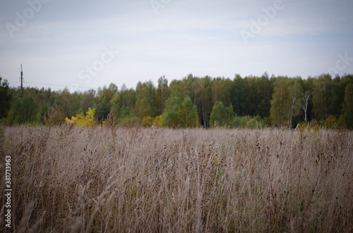 Scenic autumn landscape. Dry grass in the meadow with forest on horizon.