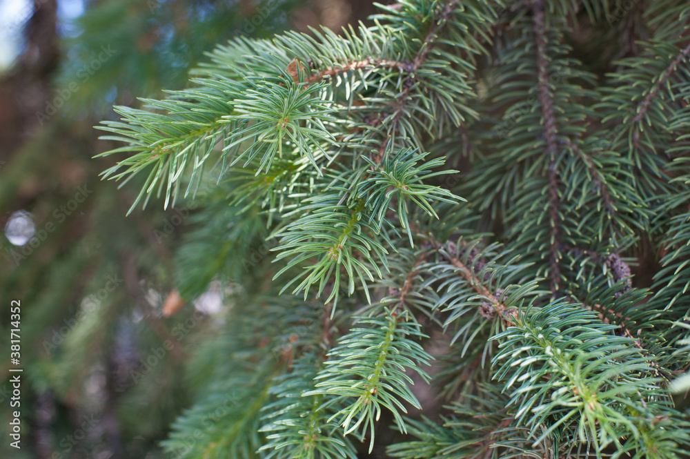 Natural background of green spruce. Coniferous tree Natural background of green spruce. Coniferous tree