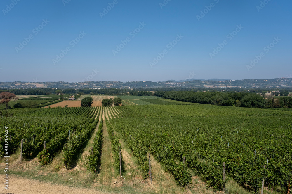 Panoramic view of scenic Tuscany landscape with vineyard in the Chianti region, Tuscany, Italy