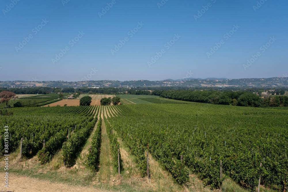 Fototapeta premium Panoramic view of scenic Tuscany landscape with vineyard in the Chianti region, Tuscany, Italy