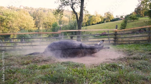 A miniature mediterranean donkey rolling over in a pile of sand, scratching its back and neck, then slowly getting up and trotting away, plank fence and a sunlit autumn forest behind, static 4k shot. photo