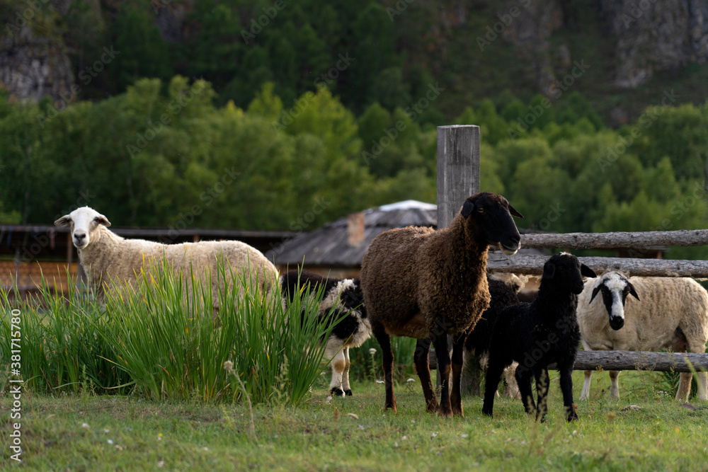 An adult sheep with a lamb on the background of a wooden fence and a yurt. Green bush of grass in the foreground. An adult sheep with a lamb on the background of a wooden fence and a yurt. Green bush of grass in the foreground.