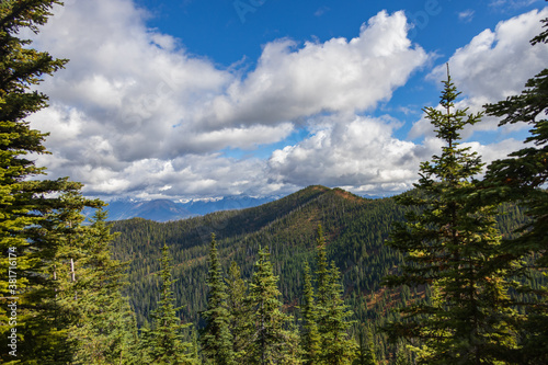 Forest and cloudscape