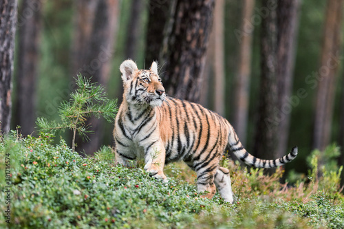 The Siberian tiger (Panthera tigris tigris) also called Amur tiger (Panthera tigris altaica) in the forest, Young female tiger in the forest. © murmakova