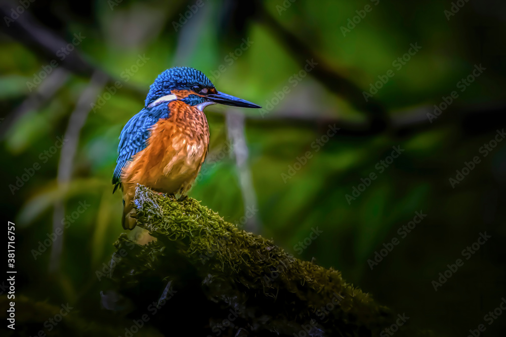 Fototapeta premium A colorful kingfisher sitting on a tree in a pond at the nature reserve Mönchbruch next to Frankfurt, Germany at a sunny day in summer.
