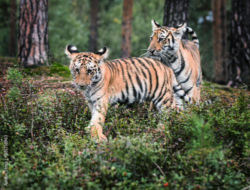 Two Ussuri tiger kittens playing in the wild forest (Panthera tigris tigris) also called Amur tiger (Panthera tigris altaica) in the forest, Young female tiger in the forest.
