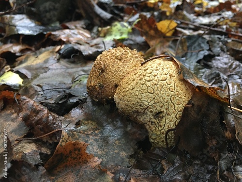 mushrooms in the forest