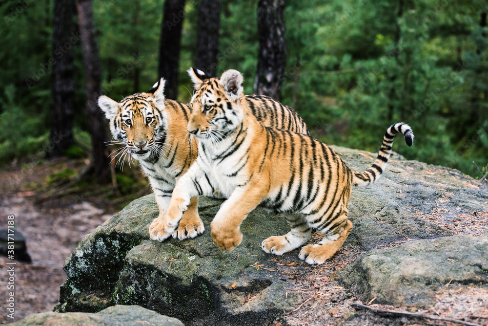 Two Ussuri tiger kittens playing in the wild forest (Panthera tigris tigris) also called Amur tiger (Panthera tigris altaica) in the forest, Young female tiger in the forest. Two Ussuri tiger kittens playing in the wild forest (Panthera tigris tigris) also called Amur tiger (Panthera tigris altaica) in the forest, Young female tiger in the forest.