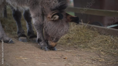 A cute little newborn miniature mediterranean donkey with a fringe standing on a dusty ground, licking and cleaning its hooves, scratching its head with its knee, static close up 4k shot. photo