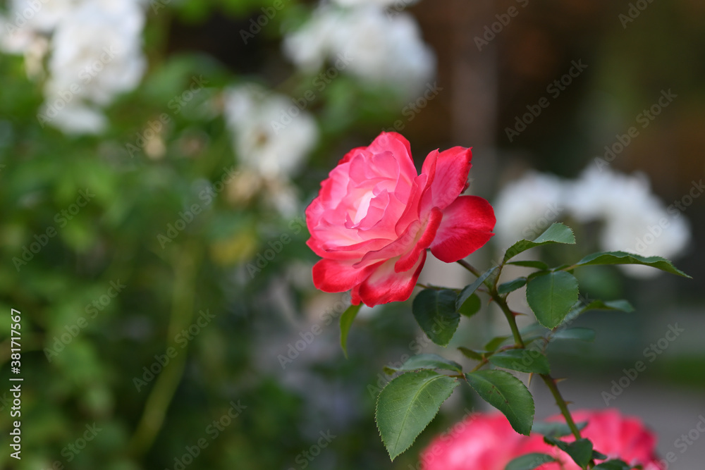 delicate rose