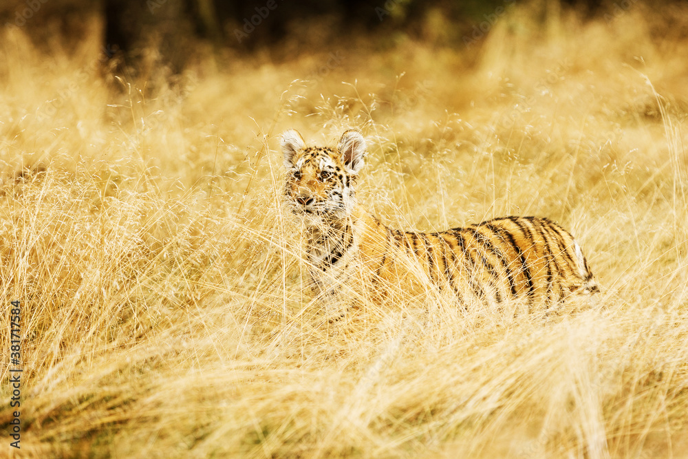 Fototapeta premium Little sitting tiger in golden grass (Panthera tigris tigris) also called Amur tiger (Panthera tigris altaica) in the forest, Young female tiger in the grass.