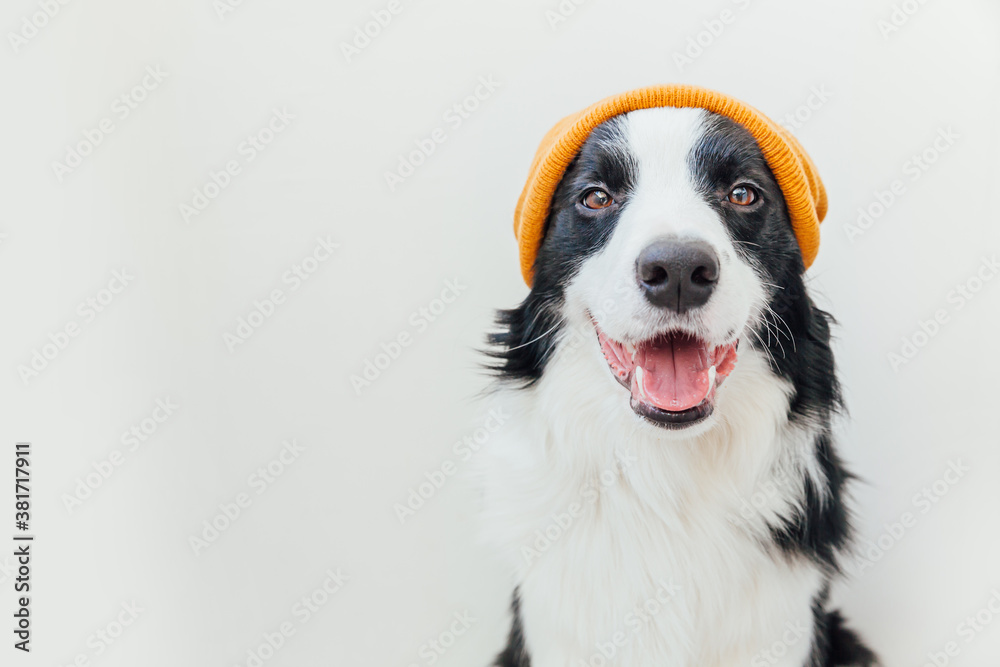 Funny studio portrait of cute smiling puppy dog border collie wearing warm knitted clothes yellow hat isolated on white background. Winter or autumn portrait of new lovely member of family little dog.