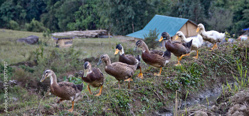 Row of brown duck walking in a row