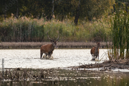 Fototapeta Naklejka Na Ścianę i Meble -  Jeleń szlachetny europejski Cervus elaphus elaphus w czasie rykowiska, okres godowy jeleni szlachetnych
