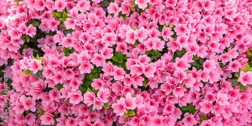 Pink azalea flowers background                                        